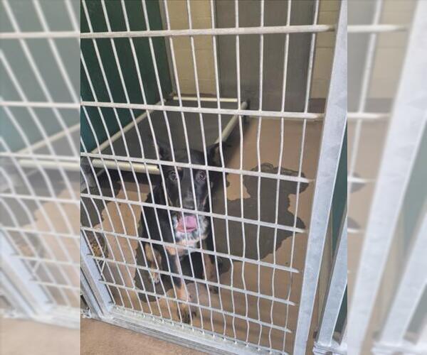 Medium Photo #1 German Shepherd Dog-Unknown Mix Puppy For Sale in Texas City, TX, USA