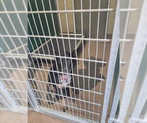 German Shepherd Dog-Unknown Mix Dogs for adoption in Texas City, TX, USA