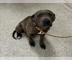 Mutt Dogs for adoption in Conroe, TX, USA
