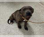 Small Mutt