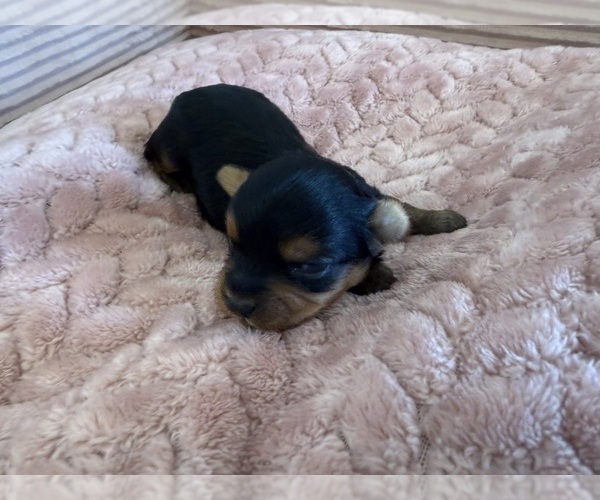 Medium Photo #25 Yorkipoo Puppy For Sale in ARLINGTON, TX, USA