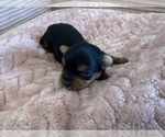 Small Photo #33 Yorkipoo Puppy For Sale in ARLINGTON, TX, USA