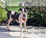 Small #3 American Pit Bull Terrier Mix
