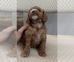 Small Photo #15 Cock-A-Poo Puppy For Sale in FOLSOM, CA, USA