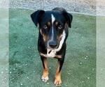 Small #2 Labrador Retriever Mix