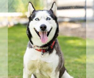 Siberian Husky Dogs for adoption in Camarillo, CA, USA