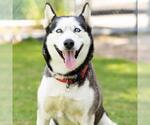 Small Siberian Husky