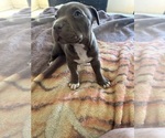 Small #4 American Bully