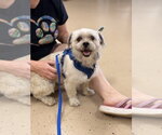 Small #2 Shih Tzu Mix
