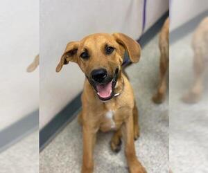 German Shepherd Dog-Unknown Mix Dogs for adoption in Visalia, CA, USA