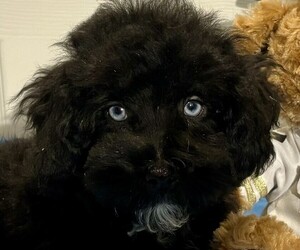 Schnoodle (Miniature) Puppy for Sale in MORENO VALLEY, California USA