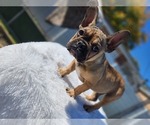 Small Photo #5 French Bulldog Puppy For Sale in EVERGREEN PARK, IL, USA