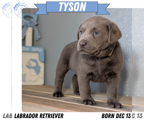 Medium Photo #34 Labrador Retriever Puppy For Sale in GOSHEN, IN, USA
