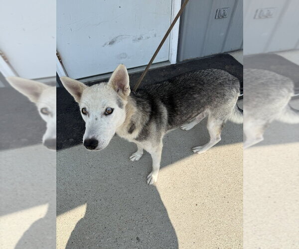 Medium Photo #2 Siberian Husky-Unknown Mix Puppy For Sale in Evansville, IN, USA