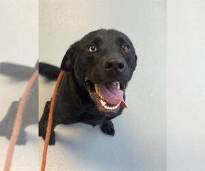 Labrador Retriever-Unknown Mix Dogs for adoption in Fayetteville, NC, USA