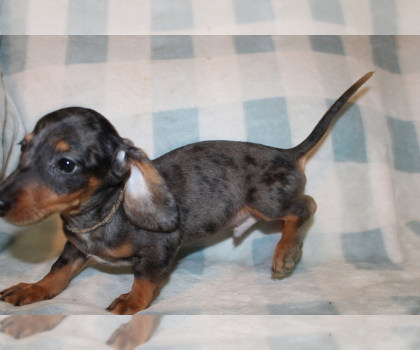Medium Photo #7 Dachshund Puppy For Sale in BLMGTN, IN, USA