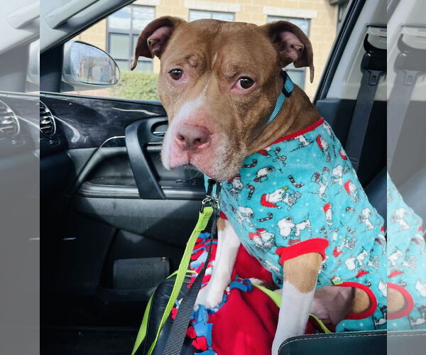 Medium Photo #1 Staffordshire Bull Terrier-Unknown Mix Puppy For Sale in Princeton, MN, USA