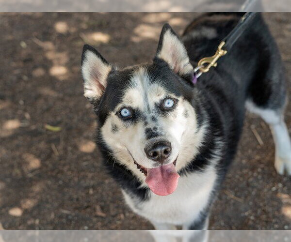 Medium Photo #2 Siberian Husky Puppy For Sale in Martinez, CA, USA