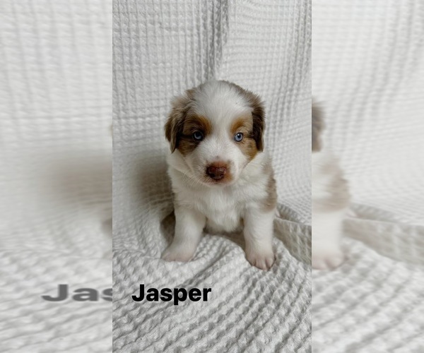Medium Photo #29 Miniature Australian Shepherd Puppy For Sale in NEW PORT RICHEY, FL, USA