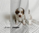 Small Photo #29 Miniature Australian Shepherd Puppy For Sale in NEW PORT RICHEY, FL, USA