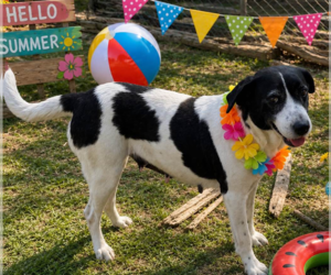 ELOWEN - Female Border Collie Dog for Adoption - Photo #4
