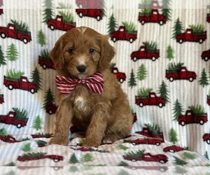 Cavapoo Puppy for sale in LAKELAND, FL, USA