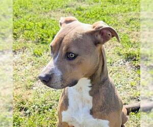 Mutt Dogs for adoption in Houston, TX, USA