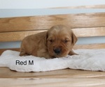 Small Photo #2 Golden Retriever Puppy For Sale in GREENEVILLE, TN, USA