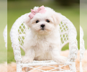 Medium Maltese