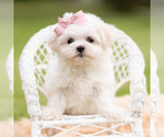 Puppy Poppy AKC Maltese