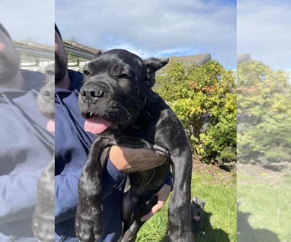 Medium Photo #2 Cane Corso Puppy For Sale in KEIZER, OR, USA
