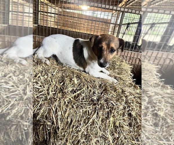 Medium Photo #1 Jack Russell Terrier Puppy For Sale in NASHVILLE, NC, USA