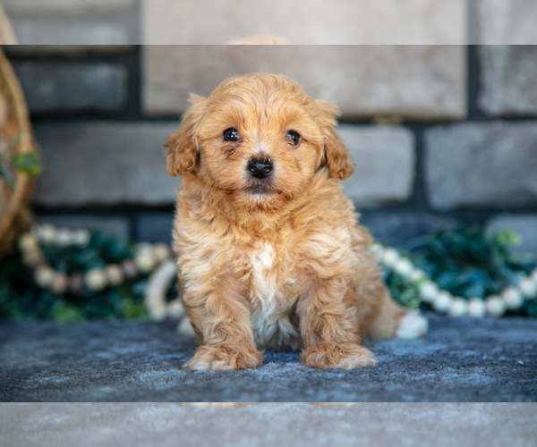 Medium Photo #14 Poovanese Puppy For Sale in SUGARCREEK, OH, USA