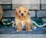 Small #2 Poovanese