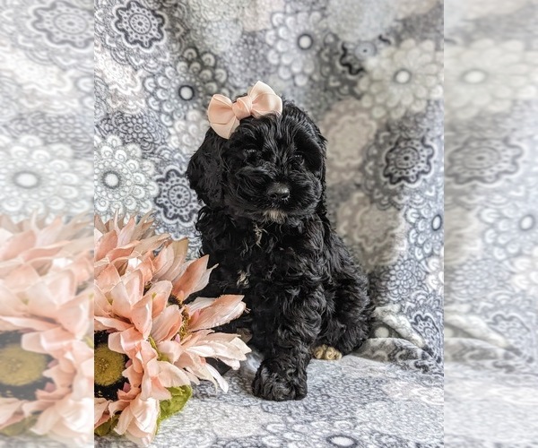 Medium Photo #2 Cockapoo Puppy For Sale in NOTTINGHAM, PA, USA