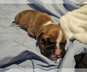 Boxer Puppy for sale in COMMERCE CITY, CO, USA