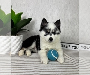 Pomsky Puppy for sale in GREENFIELD, IN, USA