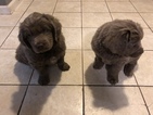 Small Photo #20 Newfoundland Puppy For Sale in LAS VEGAS, NV, USA