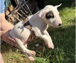 Small #7 Bull Terrier