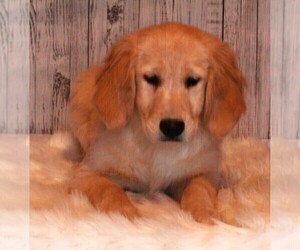 Golden Retriever Puppy for sale in FREDERICKSBURG, OH, USA