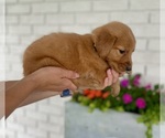 Small #1 Golden Retriever