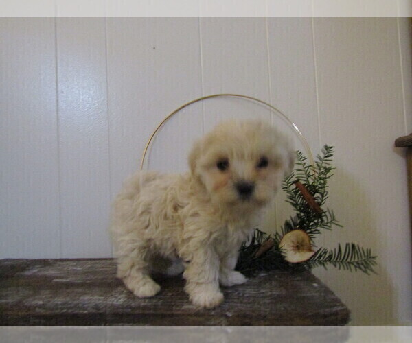 Medium Photo #27 Maltipoo (Miniature) Puppy For Sale in SUGARCREEK, OH, USA