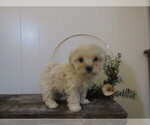 Small Photo #31 Maltipoo (Miniature) Puppy For Sale in SUGARCREEK, OH, USA