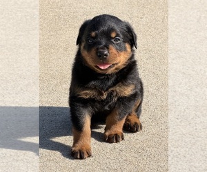 Rottweiler Puppy for sale in HICKORY, NC, USA