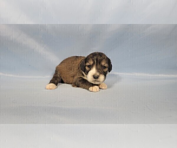 Medium Photo #5 Bernedoodle (Miniature) Puppy For Sale in BLACK FOREST, CO, USA