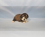 Small #4 Bernedoodle (Miniature)