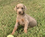 Small Photo #2 Doberman Pinscher Puppy For Sale in CHESTER, AR, USA