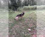 Small Photo #1 German Shepherd Dog Puppy For Sale in MADISON HEIGHTS, VA, USA