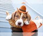 Small #12 American Pit Bull Terrier