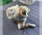 Small #8 Golden Retriever Mix